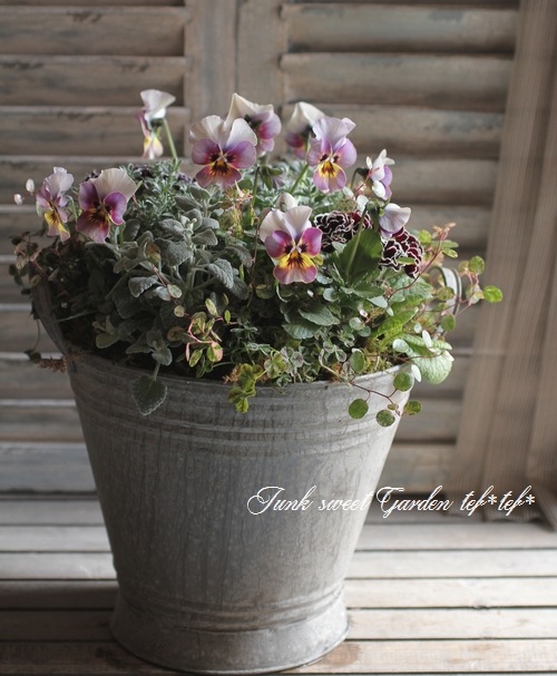 tef*tef*寄せ植え<BR>>2015 * no.10 *<BR><BR>ビオラ『エボルベ