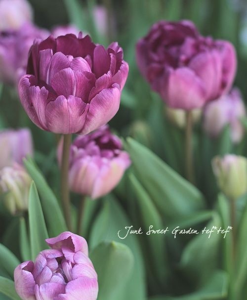 i>Tulipa gesneriana</i><BR><BR>冷蔵チューリッップ<BR>大人色