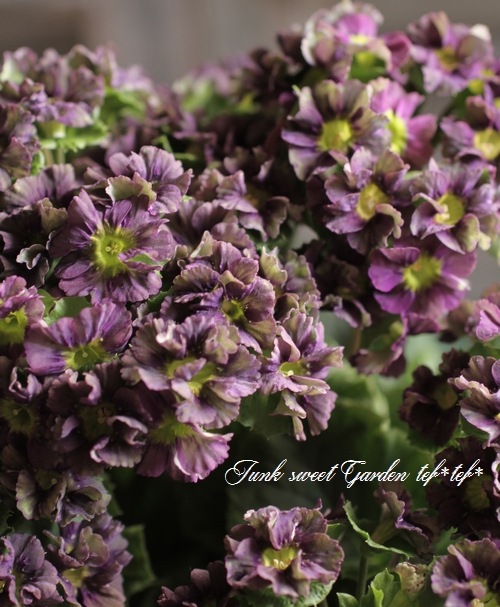 <i>Purimura obconica</i><BR><BR>�ץ��顦���֥��˥��ʥ����饽����<BR>Ķ���������ʼ�إ��졼�ѡ��ץ뿧��