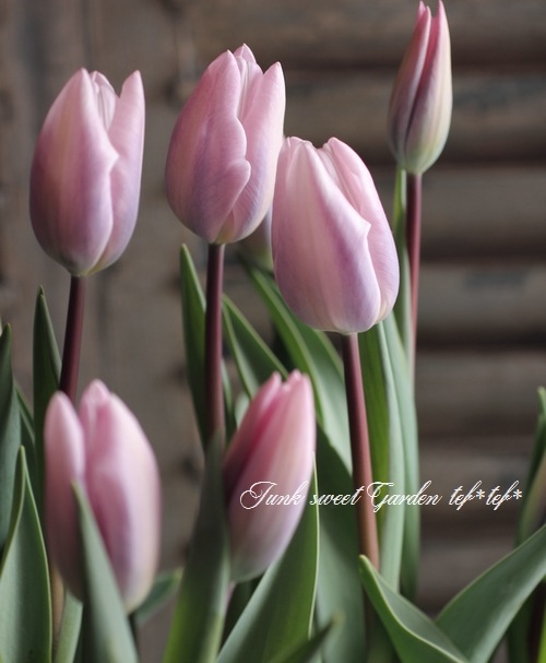 i>Tulipa Silver Cloud </i><BR><BR>冷蔵処理で花持ち抜群