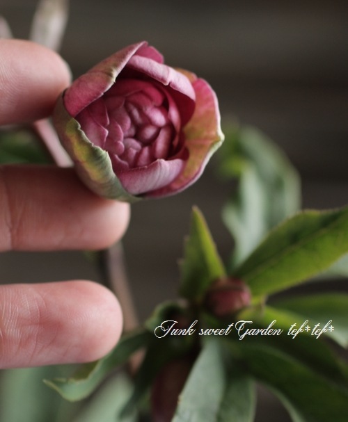 大和園・佐藤さん作出<BR>クリスマスローズ・開花株！5号鉢<BR