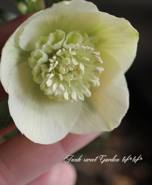 レンローズ様☘専用ページ 牧野富太郎ファイル各種 – 土佐せれくとしょっぷ てんこす