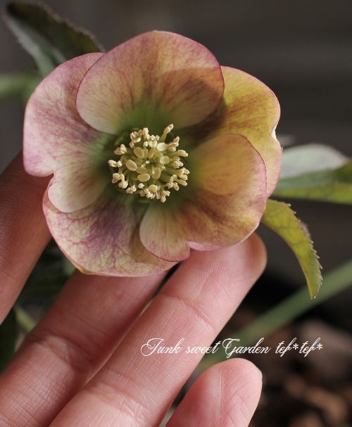 t*n様 クリスマスローズ 加藤農園 ddゴールドグラデーションミスト