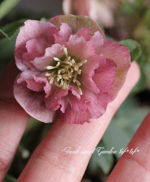 の*ん様 ☘️スペシャルイベント☘️826【いちごみるく】クリスマスローズ IMG_4102.jpg