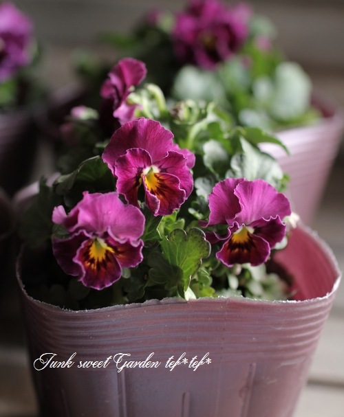 ハンドメイド　ビオラ その他 Standard series VA80 セットビオラ (サイズ:39.5cm) 《ビオラ