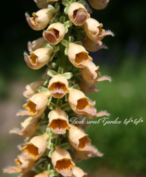 <i>Digitalis obscura</i><BR><BR>�������ꥹ���ե��륮�ͥ�<BR>�إ���С��ϥ���ɡ�