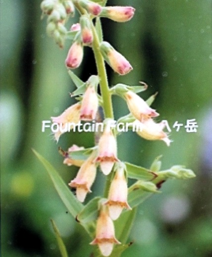 <i>Digitalis 'Red Skin'</i><BR><BR>���������֤Υ������ꥹ<BR>�إ�åɥ������