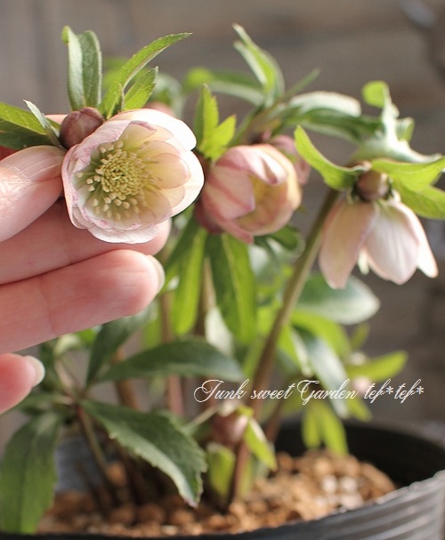 クリスマスローズ　写楽 dd 園芸ネット本店｜クリスマスローズ：スウィングシングル24-07写楽／1L