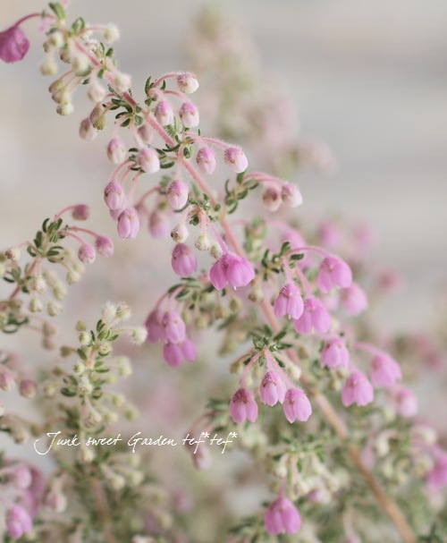 <i>Erica chamissonis<i><BR><BR>���ꥫ �إ���ߥ��˥���