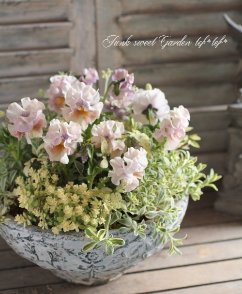 tef*tef*󤻿<BR>2015 * no36 *<BR><BR>եѥ󥸡ߥ꡼꡼