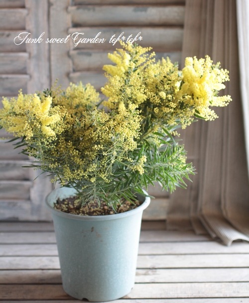 �����������ե���֥ꥢ���� �ɥ������� �إƥ쥵��