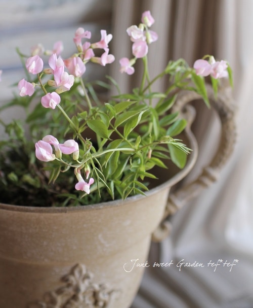 <i>Perennial sweet pea</i><BR><BR>�������ɺ������ȥԡ�<BR>�إ饷�饹���ԥ󥯡٤ȡإѡ��ץ�٤�MIX����