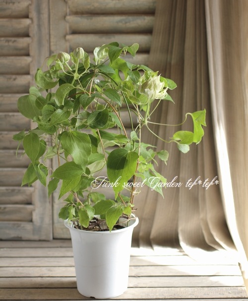 i>Clematis </i><BR><BR>八重咲きクレマチス<BR>『ダッチェス・オブ