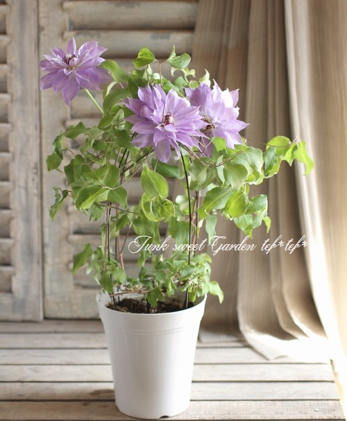 I Clematis I Br Br 八重咲きクレマチス Br 天塩 テシオ すべての商品 Junk Sweet Garden Tef Tef