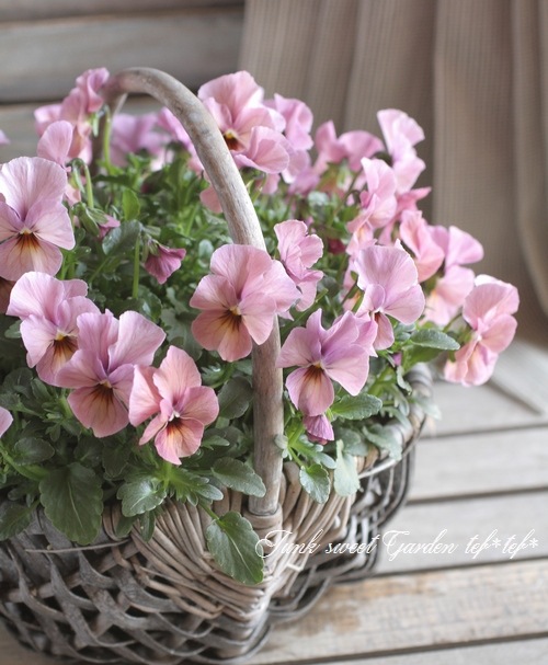 3.11 �����ƥ�.�ץ���������<BR><BR>pink�ӥ���Τ������� no.2