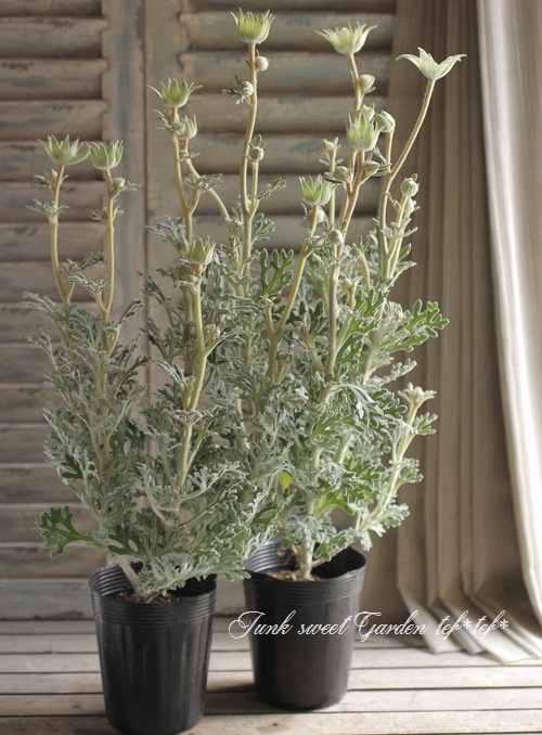 <i>Actinotus helianthi</i><BR><BR>�ե��ͥ�ե�<BR>�إե��󥷡����Ρ���