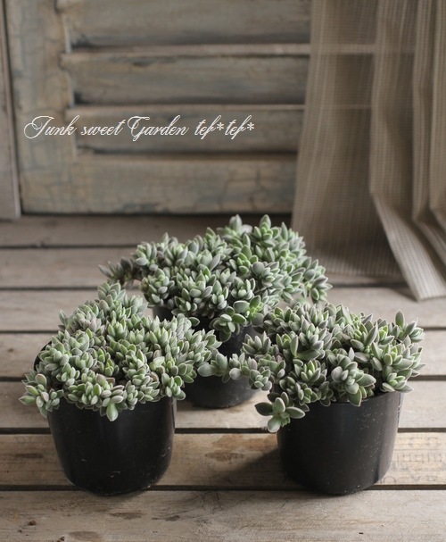 <i>Crassula remota</i><BR><BR>¿ʪ<BR>å顡إ⡼