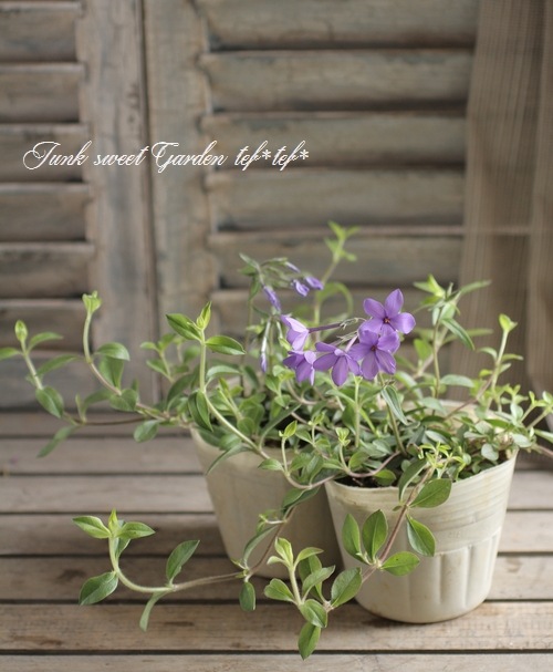 フロックス 『シアウッドパープル』 | すべての商品 | | Junk sweet