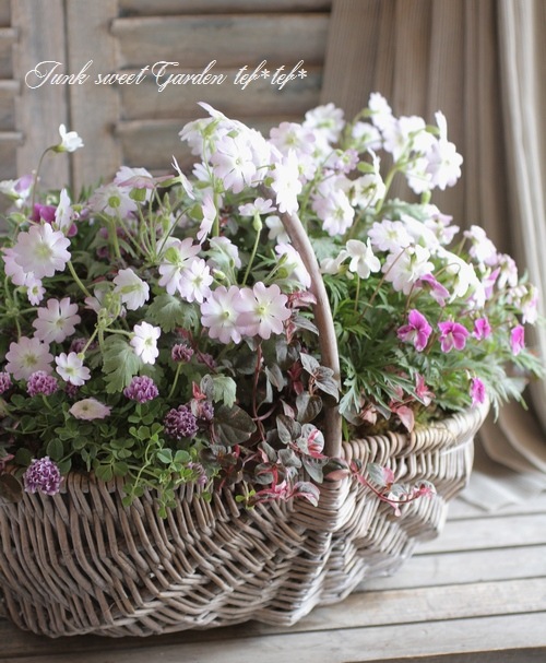 tef*tef*󤻿<BR>2015 * no41 *<BR><BR>ʥ뤫