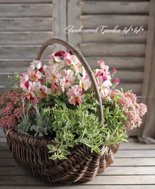 3.11 チャリティ.プロジェクト<BR><BR>寄せ植え no.12<BR>『絞りビオラ