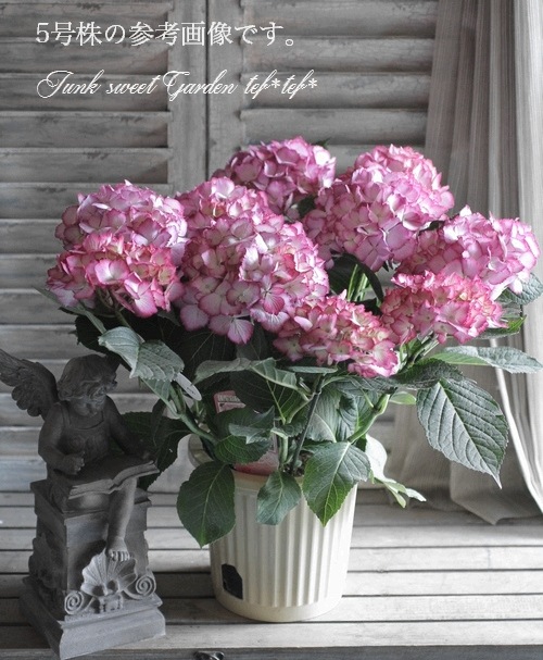 ローラアシュレイ　マルチカバー　Hydrangea シリーズ　紫陽花 ローラアシュレイ マルチカバー コットン Hydrangea シリーズ 紫陽花