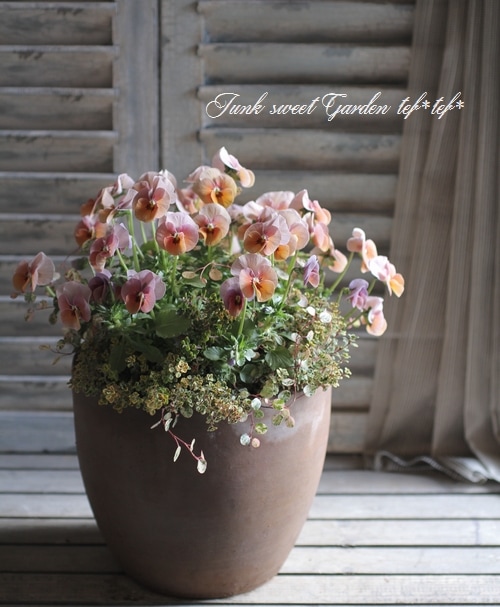 3.11 チャリティ.プロジェクト<BR><BR>寄せ植え no.21<BR>『ビオラ