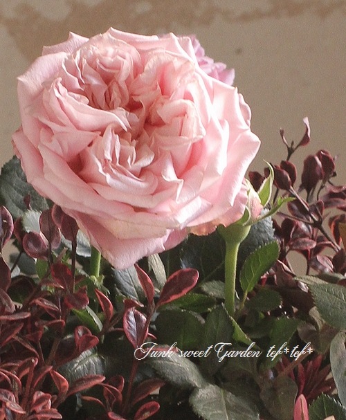 i>Rosa.Min.infinity</i><BR><BR>ミニバラ・インフィニティ<BR