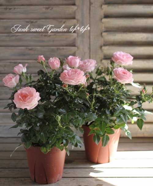 ミニバラ オプティマ チュチュ ピンク すべての商品 Junk Sweet Garden Tef Tef ミニバラ オプティマ チュチュ ピンク すべての商品 Junk Sweet Garden Tef Tef