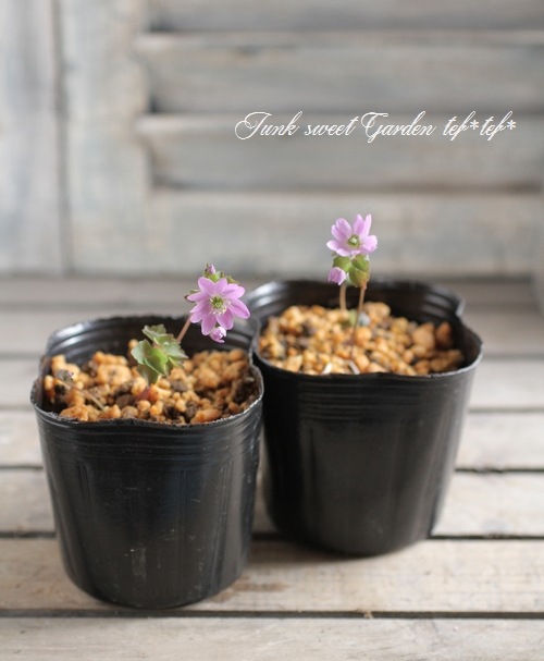 山野草】 バイカカラマツ 『大輪ピンク』 | すべての商品 | | Junk