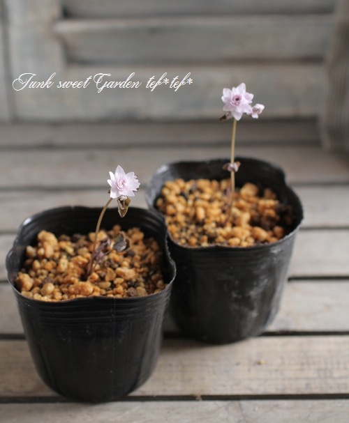 山野草】 バイカカラマツ 『カメオ』 | Flower Species | | Junk sweet