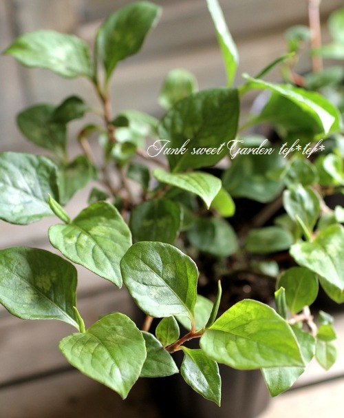 <i>Persicaria capitata<i><i><BR><BR>���꡼��Ϥ�������<BR>�ڥ륷���ꥢ<BR>�إ��꡼���