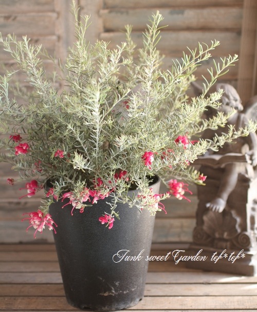 G.lavendulacea, お花がくりん♪グレビレア, 銀葉『ブラックレンジ』-Junk sweet Garden tef*tef*