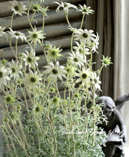 <i>Actinotus helianthi<BR><BR>�����ʼ�ե��ͥ�ե��إԥԡ�