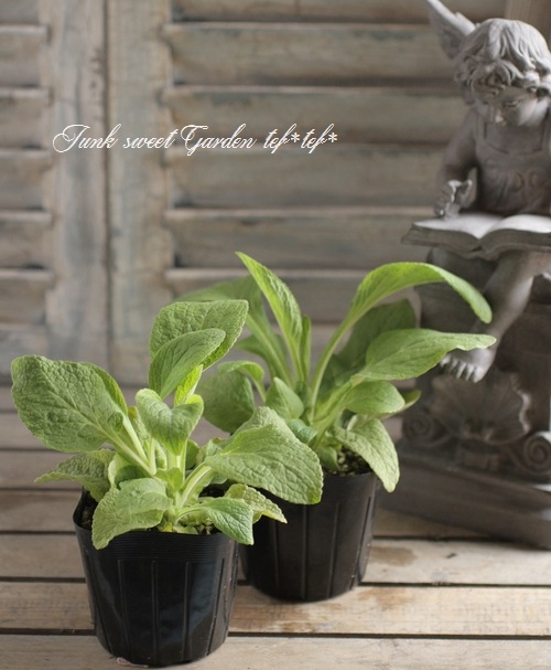 <i>Digitalis</i><BR><BR>����ѥ����ʼ� �������ꥹ<BR>�إ���᥷���󡦥ԡ�����