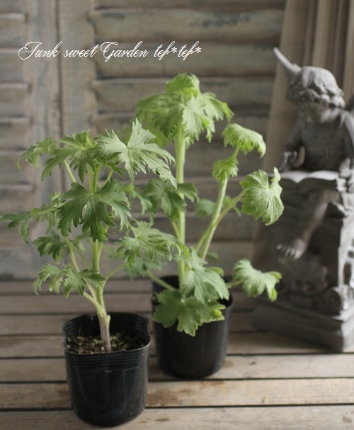<i>Delphinium</i><BR><BR>�ǥ�ե��˥��ࡦ���֥�<BR>�إ������ȥϡ��ȡ�