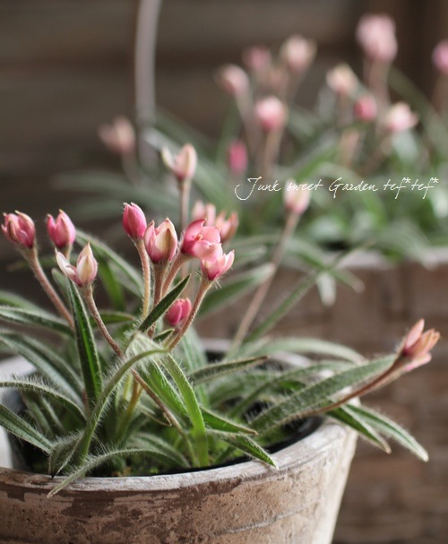 Ȭ�ź餭���åĺ� �����ɥҥݥ��������إ��塼��å׺餭��