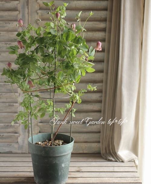 クレマチス ソシアリス 株分苗 壺型 つぼ型 壺型クレマチス