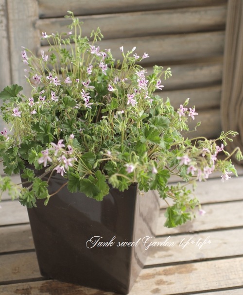 Fugue Muskara Pelargonium ムスカラペラルゴニウム フエギア1833｜Muskara Pelargonium ムスカラ ペラルゴニウム