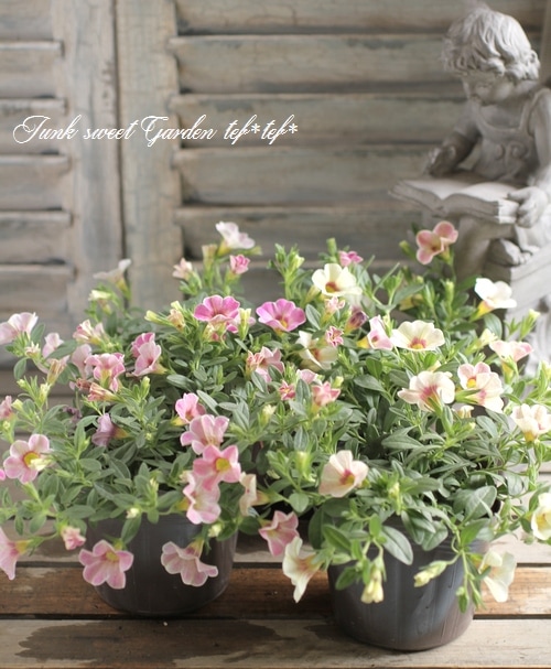 カリブラコア・カメレオン 『ピンクグレイス』 | すべての商品