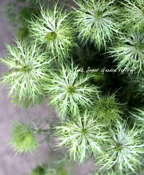 ニゲラ 『グリーンマジック・ピエロ』 | すべての商品 | | Junk sweet