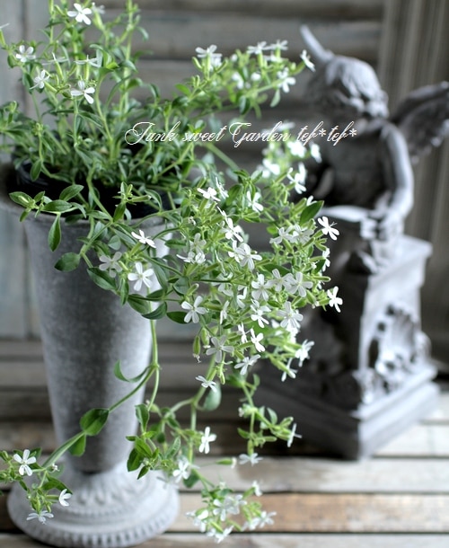 矮性サポナリア・オキモイデス 『スノーチップ』 シャボン草 | すべて