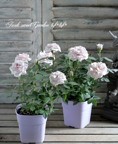 �ߥ˥Х顡�إ����󥿡��ޥ��å��١�����