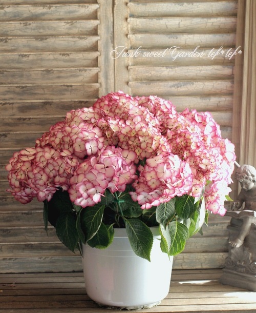 <i>Hydrangea</i><BR><BR>����ȭ�����۲�<BR>��BENI�ѡ��ץ��