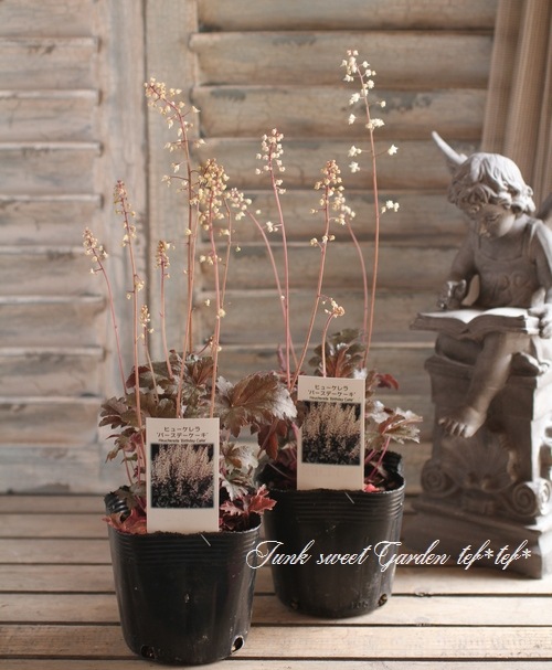 <i>Heuchera hybrid</i><BR><BR>ҥ塼<BR> إСǥ