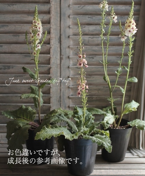 i>Verbascum chaixii</i><BR><BR>宿根草バーバスカム<BR