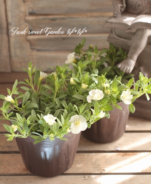 <i>Calibrachoa sp</i><BR><BR>Ȭź餭֥饳<BR>ڥƥ֥<BR>إ֥ۥ磻ȡ