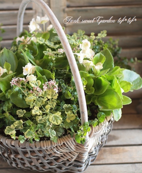 ෆ˚*感謝セールෆ˚* ベゴニア 1苗 抜き苗 寄せ植え 多肉植物 ෆ˚*感謝セールෆ˚* ベゴニア 1苗 抜き苗 寄せ植え 多肉