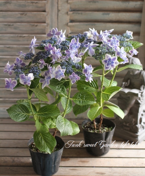 i>Hydrangea</i><BR><BR>加茂花菖蒲園オリジナル紫陽花<BR