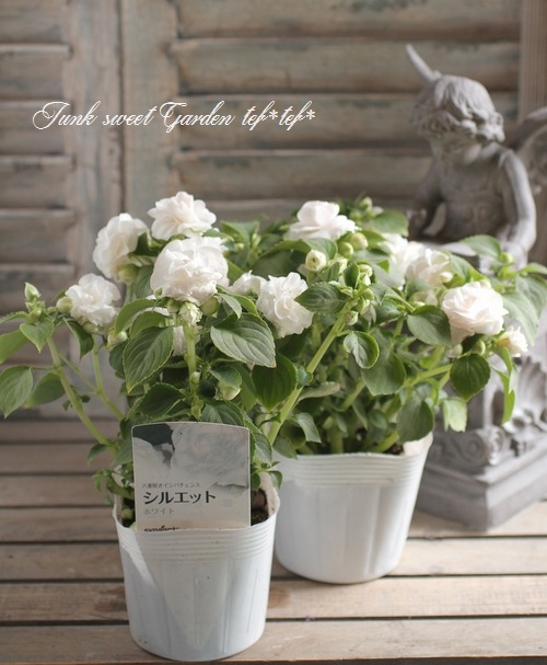 i>Impatiens walleriana</i><BR><BR>栄養系バラ咲き