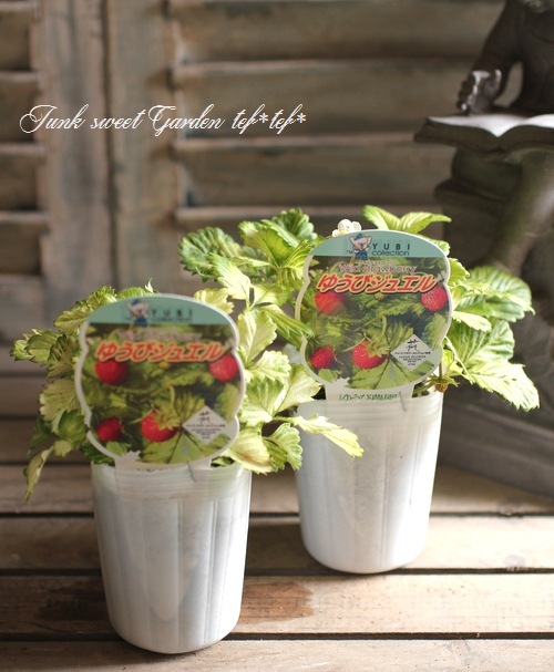 I Fragaria Vesca I Br Br ワイルドストロベリー Br ゆうびジュエル Leaf Species ルブス Junk Sweet Garden Tef Tef I Fragaria Vesca I Br Br ワイルドストロベリー Br ゆうびジュエル Leaf Species ルブス Junk Sweet Garden Tef Tef